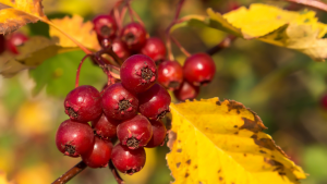 Hawthorn berry extract