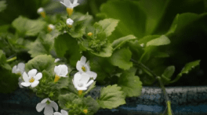 Bacopa monnieri